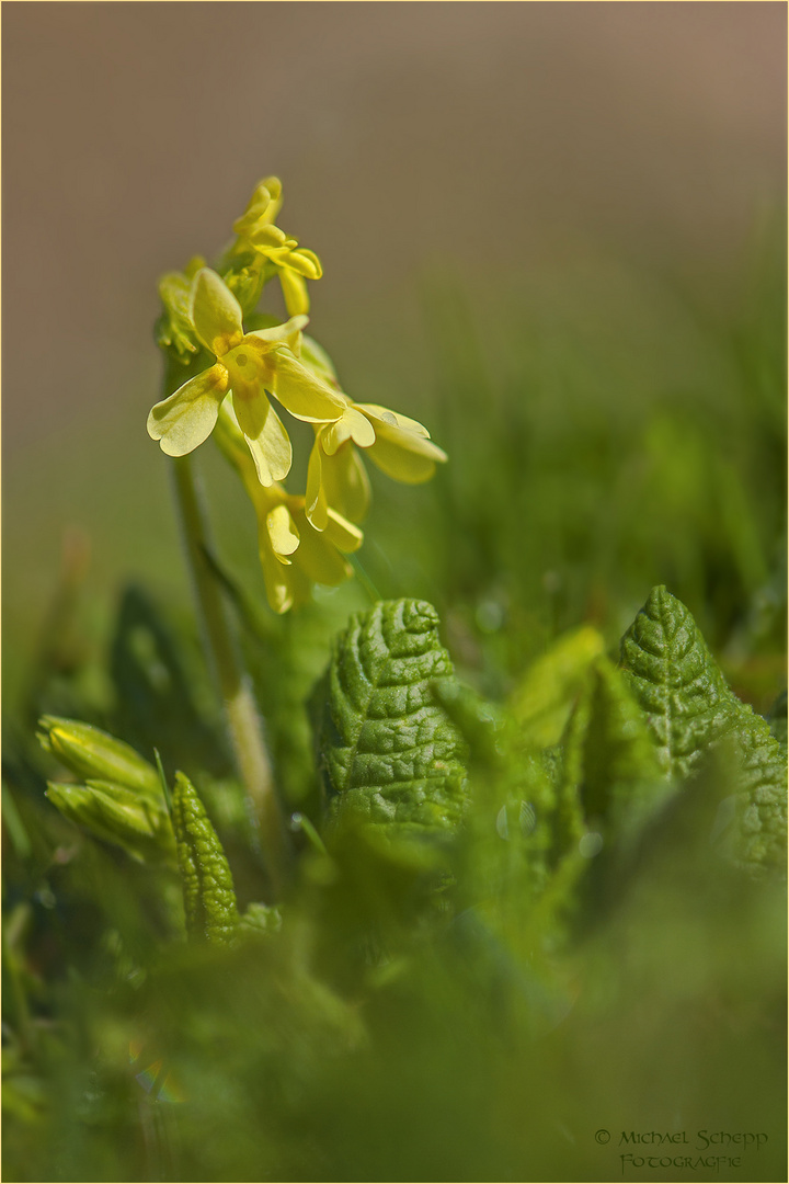 Schlüsselblumenfrühling...