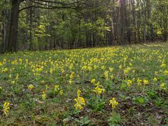 Schlüsselblumenpracht