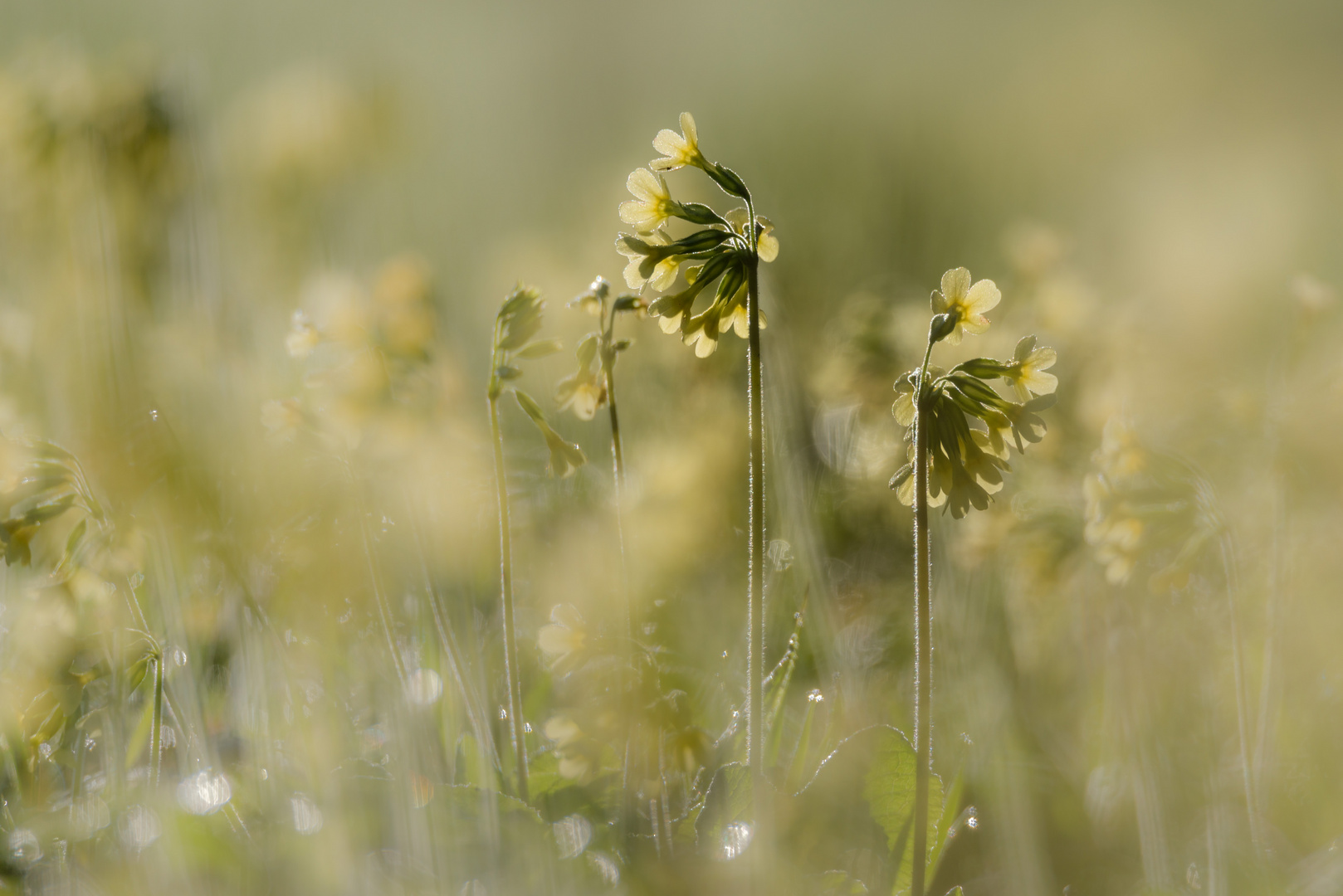 Schlüsselblumenwiese