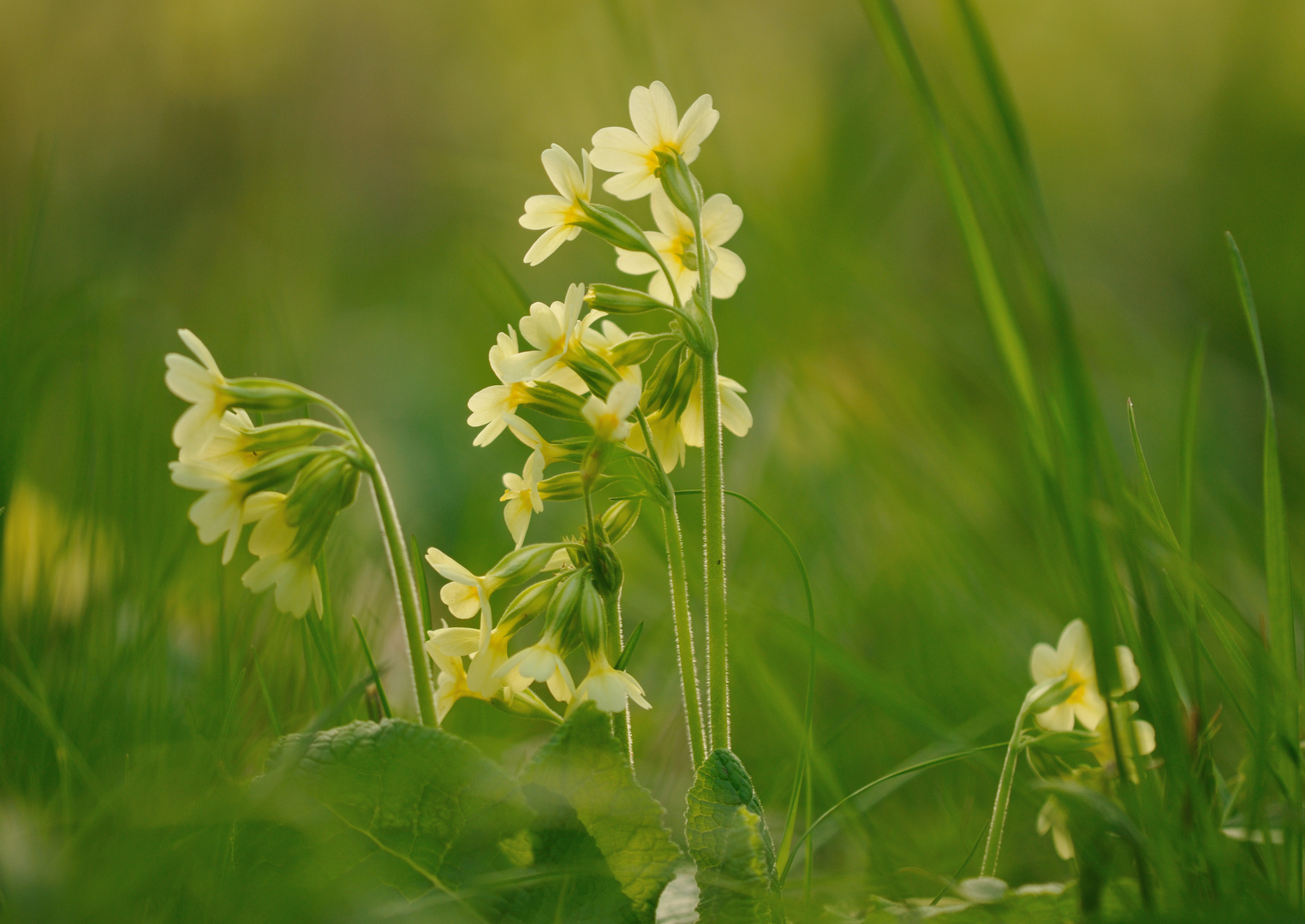 Schlüsselblumenwiese