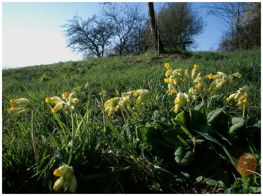 Schlüsselblumenwiese