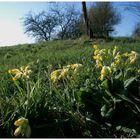 Schlüsselblumenwiese