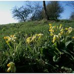 Schlüsselblumenwiese