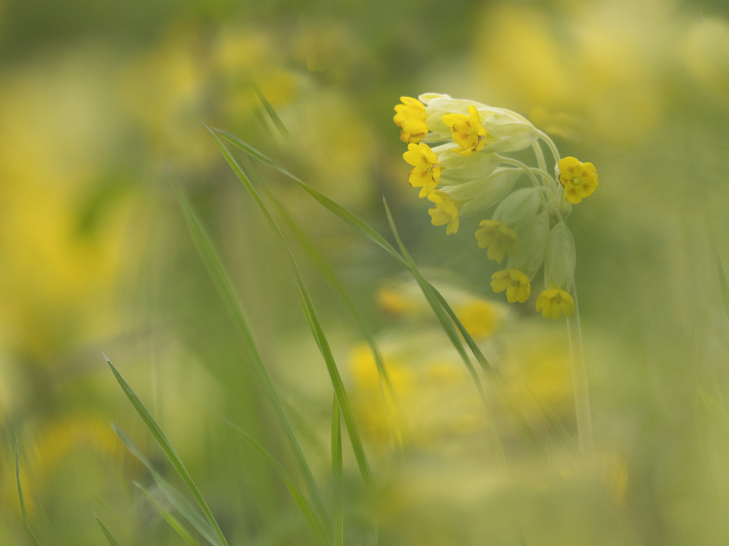 Schlüsselblumenwiese