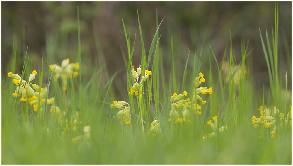 Schlüsselblumenwiese