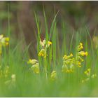 Schlüsselblumenwiese