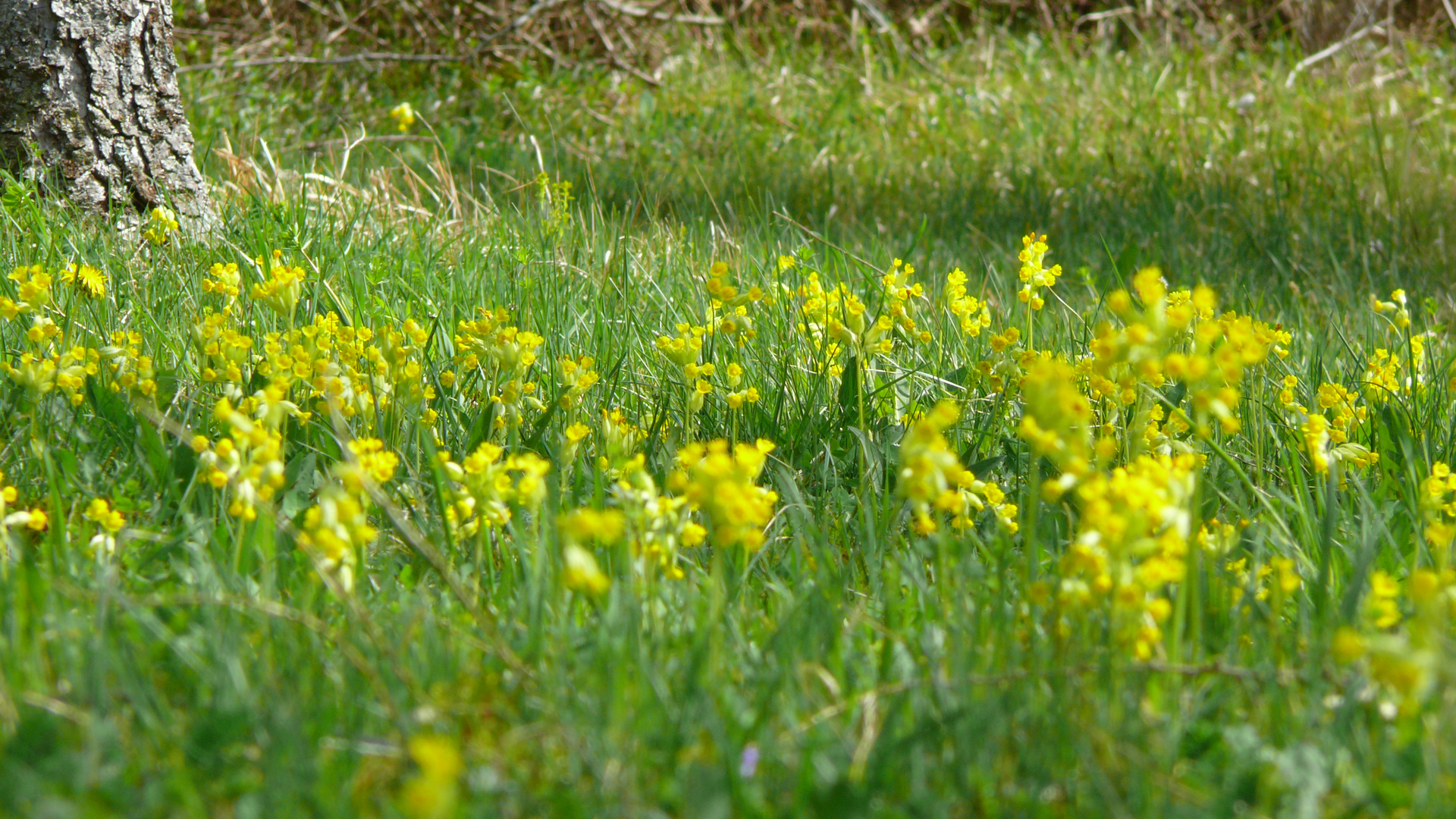 Schlüsselblumenwiese