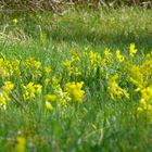 Schlüsselblumenwiese