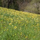 Schlüsselblumenwiese, Schlüsselblumen, 