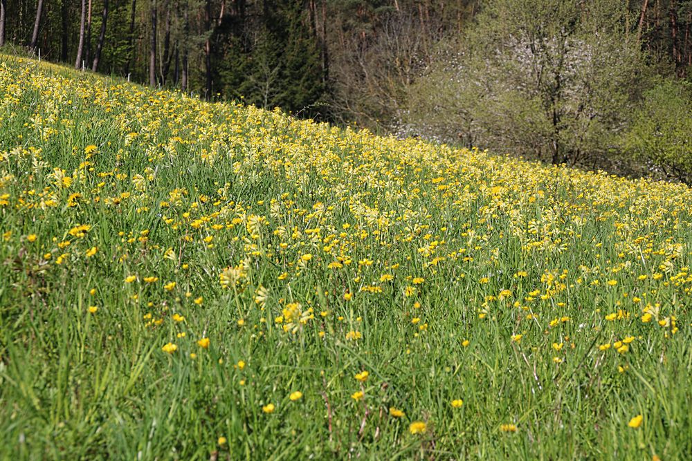 Schlüsselblumenwiese, Schlüsselblumen, 