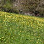 Schlüsselblumenwiese, Schlüsselblumen, 