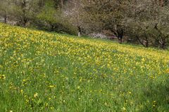 Schlüsselblumenwiese, Schlüsselblumen, 