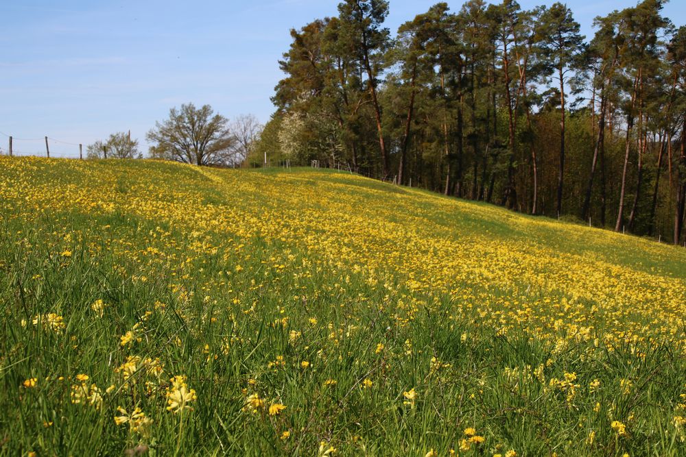 Schlüsselblumenwiese, Schlüsselblumen, 