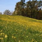 Schlüsselblumenwiese, Schlüsselblumen, 