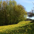 Schlüsselblumenwiese, Schlüsselblumen, 