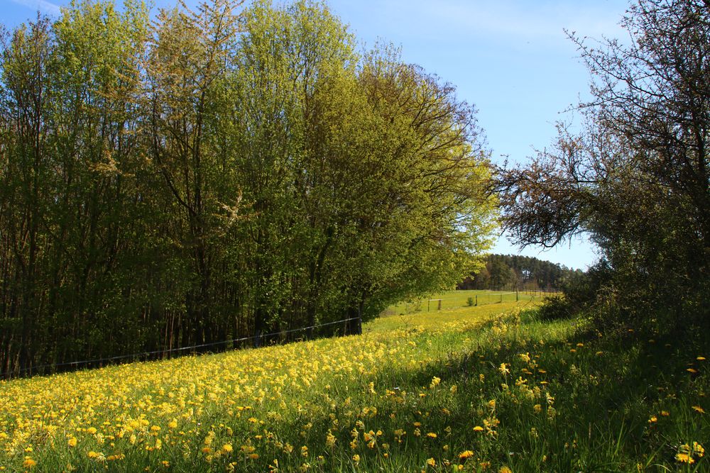 Schlüsselblumenwiese, Schlüsselblumen, 