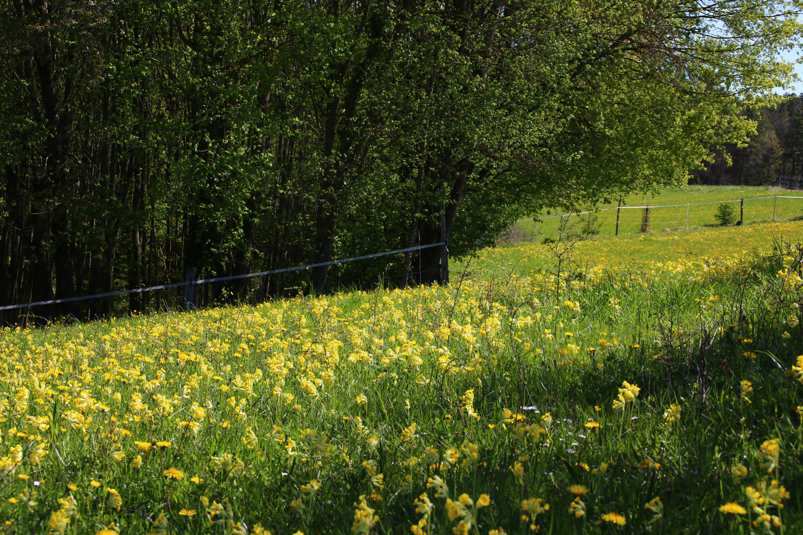 Schlüsselblumenwiese, Schlüsselblumen, 