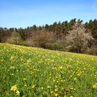 Schlüsselblumenwiese, Schlüsselblumen, 