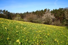 Schlüsselblumenwiese, Schlüsselblumen, 