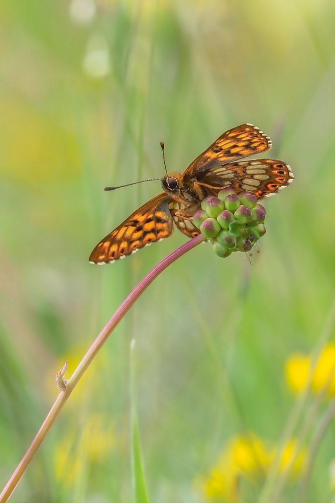 Schlüsselblumenwürfelfalter (Hamearis lucina)