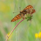 Schlüsselblumenwürfelfalter (Hamearis lucina)