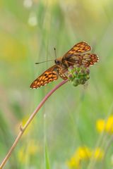 Schlüsselblumenwürfelfalter (Hamearis lucina)