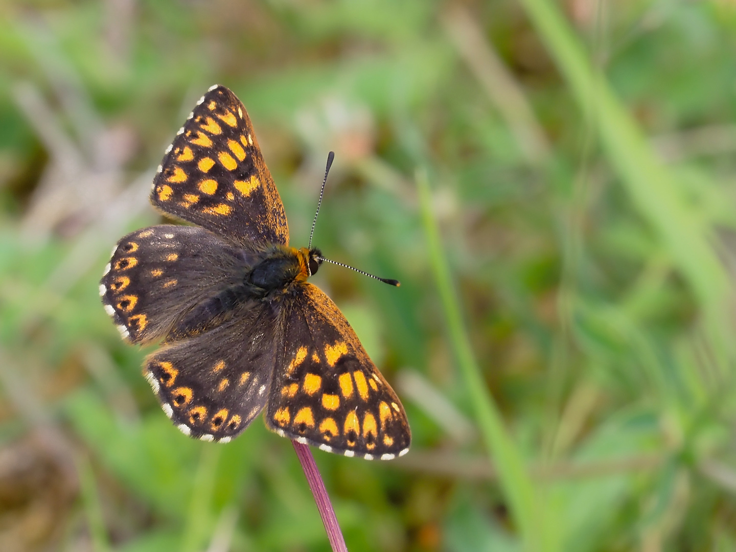 Schlüsselblumenwürfelfalter (Hamearis lucina)