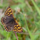 Schlüsselblumenwürfelfalter (Hamearis lucina)