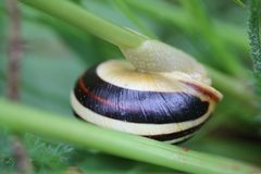 Schlüsselschnecke am Grashalm