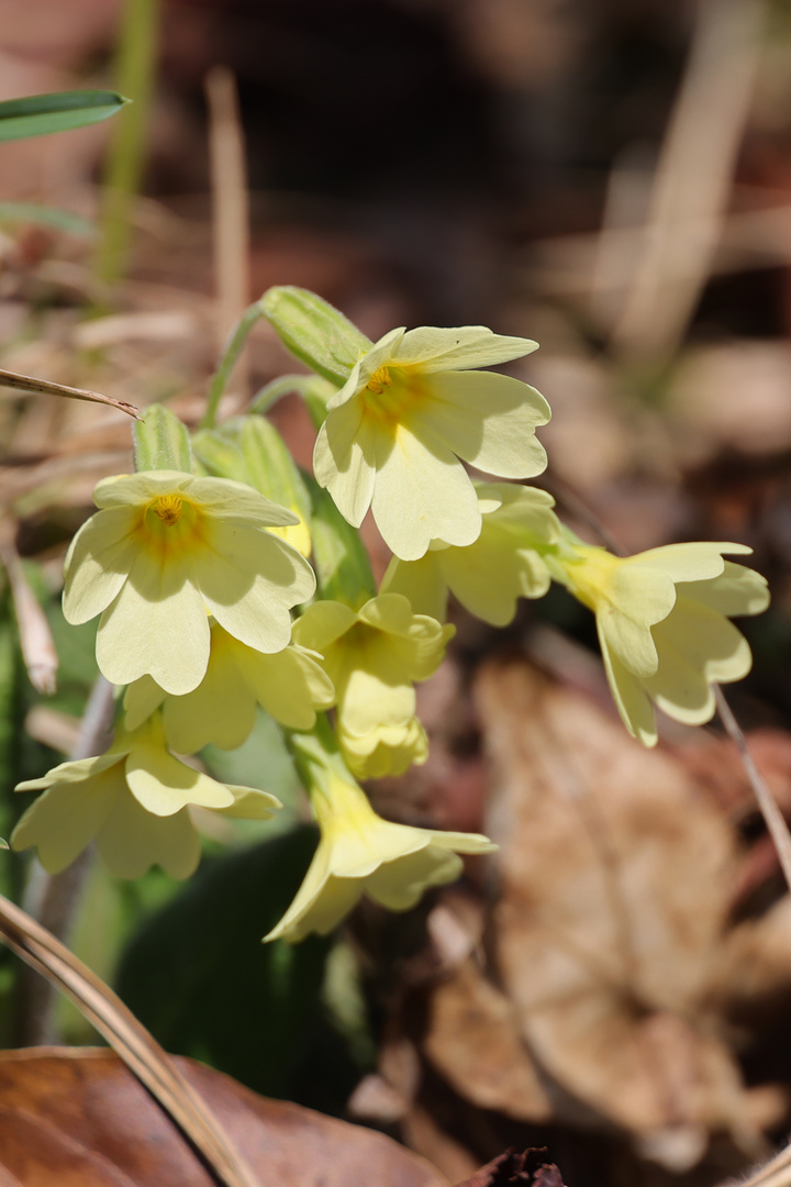 Schlüssenblümchen als Mittwochsblümchen