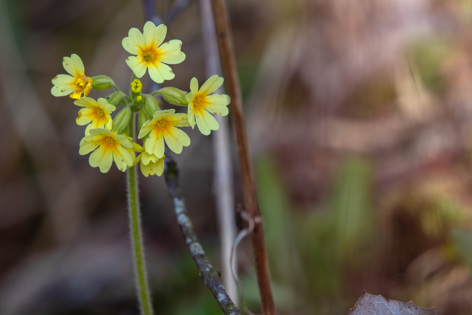 Schlüssleblume