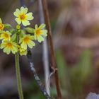 Schlüssleblume