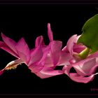 Schlumbergera