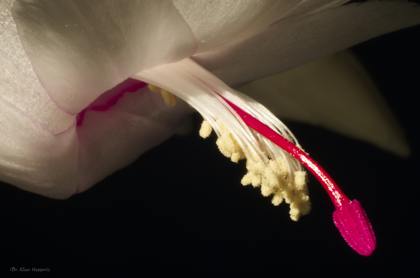 Schlumbergera (1)