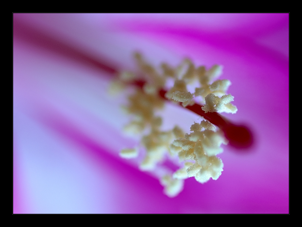 - schlumbergera (1) -