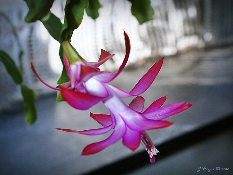 Schlumbergera-1