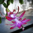 Schlumbergera-1