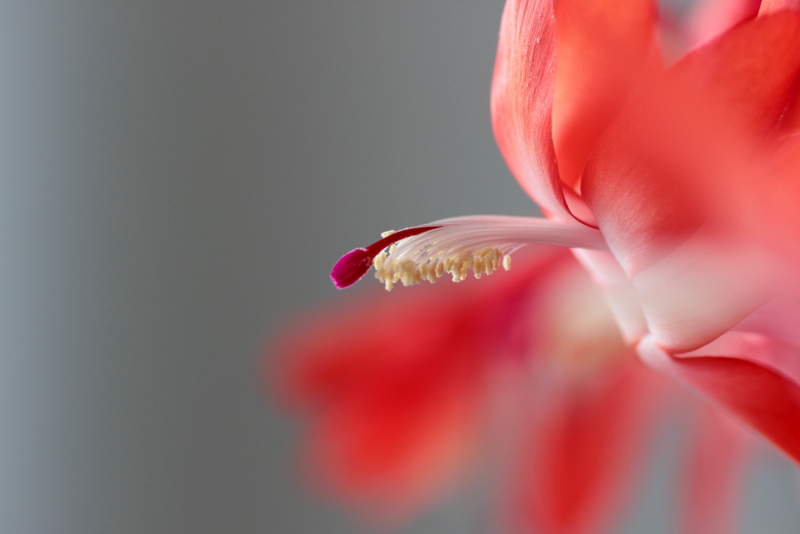 Schlumbergera-1