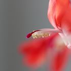 Schlumbergera-1