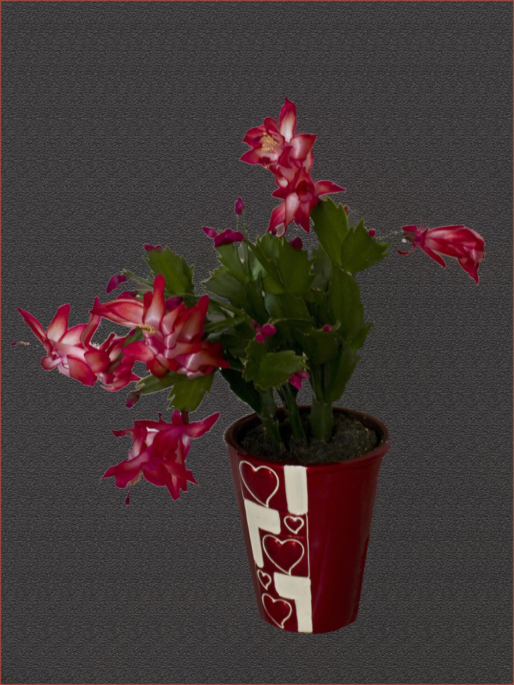 Schlumbergera