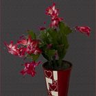 Schlumbergera