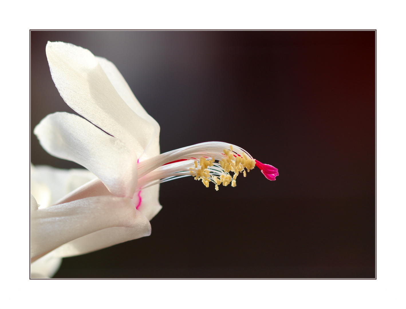 Schlumbergera.