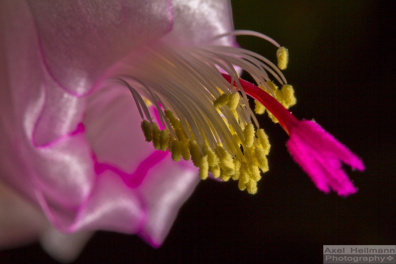 Schlumbergera