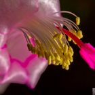 Schlumbergera