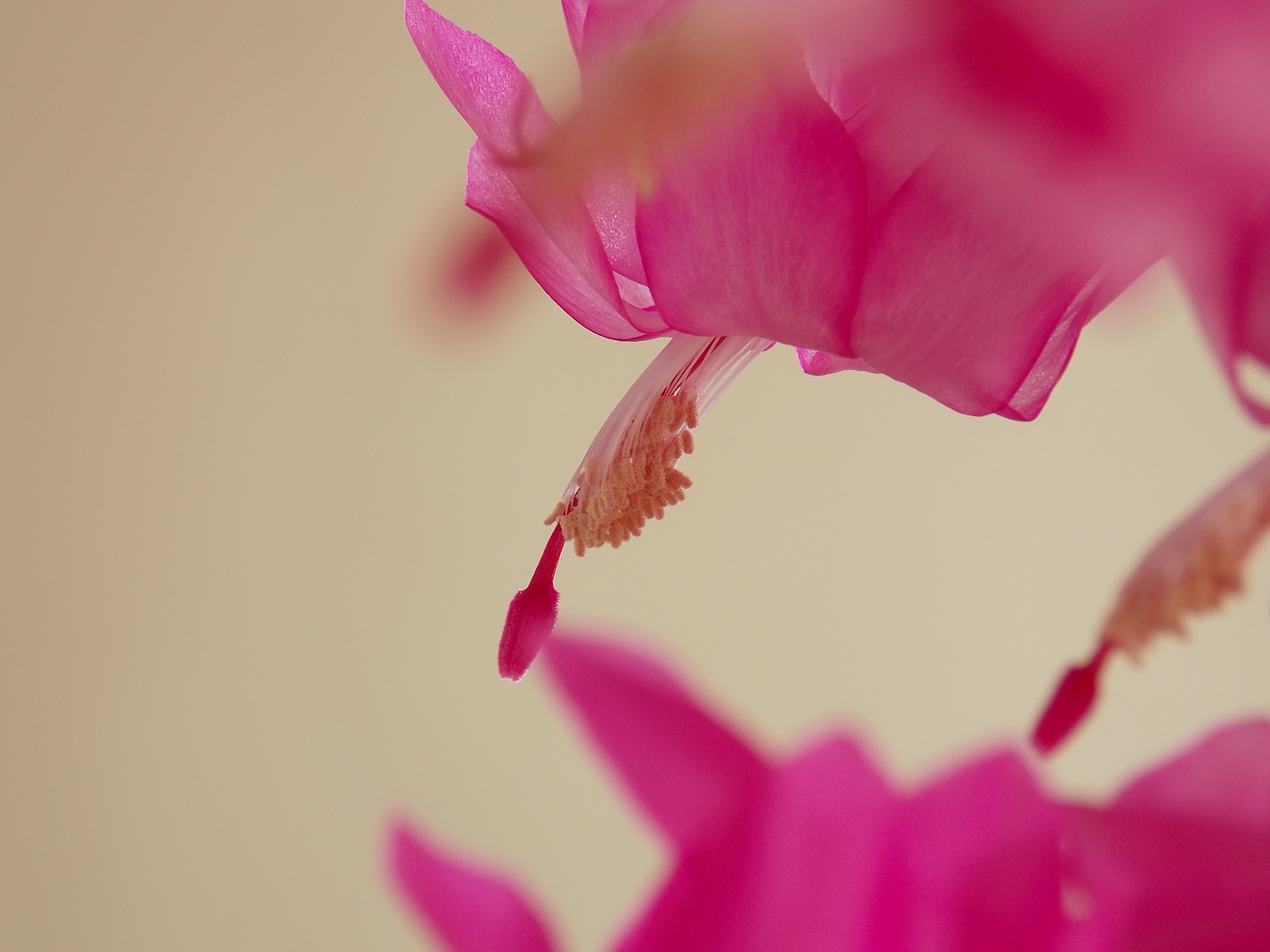 Schlumbergera