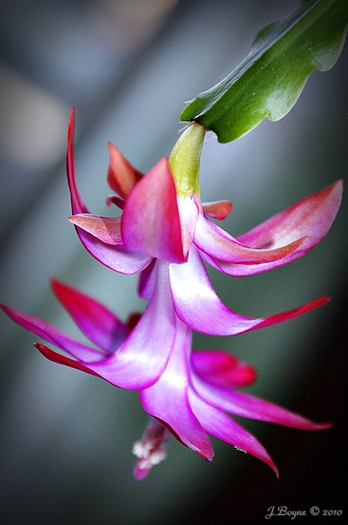 Schlumbergera-2