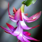 Schlumbergera-2