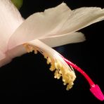 Schlumbergera (2)