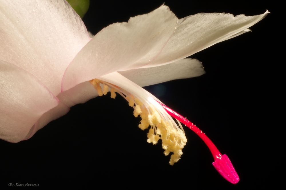 Schlumbergera (2)