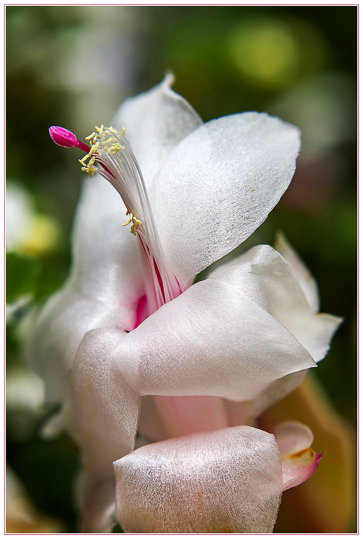 Schlumbergera...